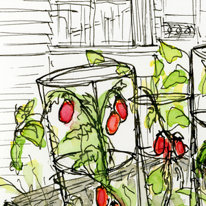 Backyard Tomatoes