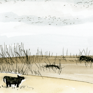 November Cows