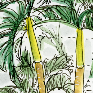 Palm Trees In the Conservatory