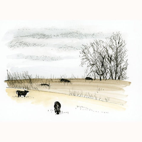 November Cows