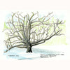 Trying to Understand Winter Trees