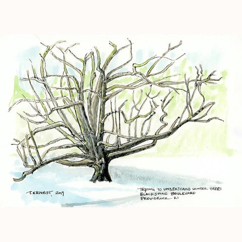 Trying to Understand Winter Trees