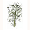 Winter Catalpa