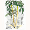 Palm Trees In the Conservatory