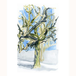 Winter Sycamore