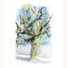 Winter Sycamore