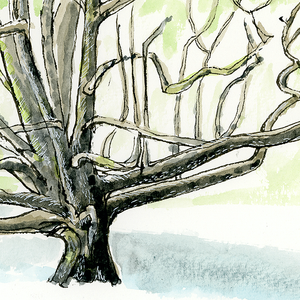 Trying to Understand Winter Trees