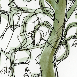 Winter Catalpa