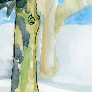 Winter Sycamore